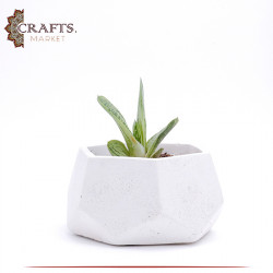 Handmade White Concrete Planted Hexagon Pot