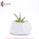 Handmade White Concrete Planted Hexagon Pot Handmade White Concrete Planted Hexagon Pot