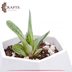 Handmade White Concrete Planted Hexagon Pot