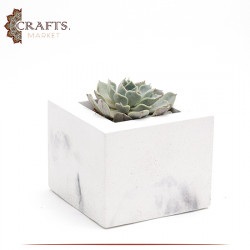 Handmade Duo Color Concrete Planted Square Pot