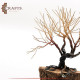 Handmade Gold Tone Base Metal Tree Design Table Decor Handmade Gold Tone Base Metal Tree Design Table Decor